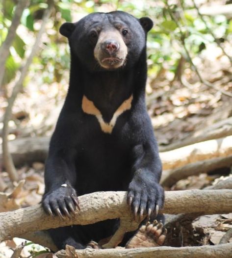 Malayan Sun Bear, Sun Bear, Bear Family, The Bear, Sun