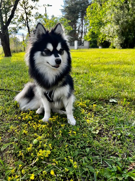 Pomsky Dog, Pomeranian Husky, Pomsky Puppies, Alaskan Klee Kai, Very Cute Puppies, Hybrid Dogs, Pomeranian Dog, Dog Person