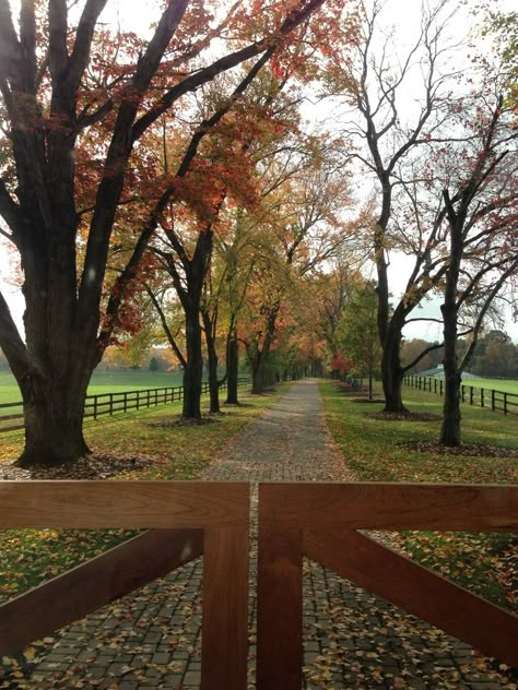 pretty equine drive way | Pretty fall driveway at a horse farm Long Drive Way With Trees, Autumn Prairie, Farm Property, Farm Estate, Tree Lined Driveway, Dream Farmhouse, Dream Farm, Farm Lifestyle, Future Farms