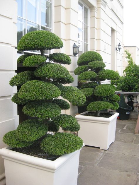 Ilex Crenata, Boxwood Landscaping, Boxwood Garden, Architectural Plants, Topiary Garden, Outdoor Gardens Design, Topiaries, Bonsai Trees, Bonsai Garden