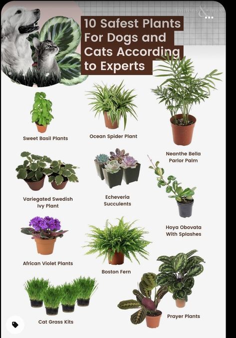 Indoor Plants Low Light Pet Safe, Plants For Entryway, Indoor Plants Pet Friendly, Plants Safe For Cats, Plants For Dogs, Cat Safe House Plants, Pet Friendly House Plants, Dog Safe Plants, Safe House Plants