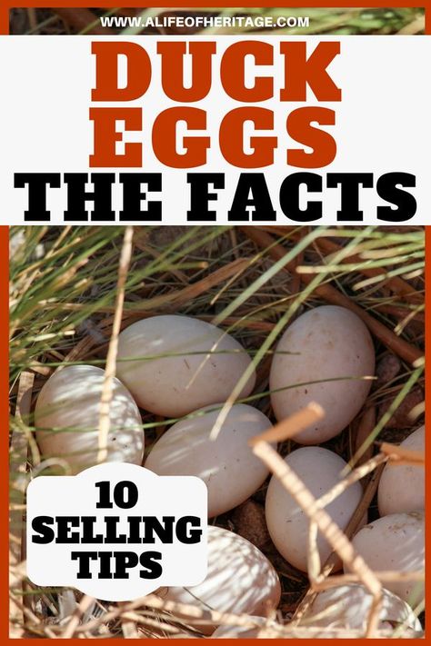 Duck egg facts and 10 tips to selling them. Do you have excess duck eggs and want to earn a little income from them? 10 tips right here ↑. It also has all the information you want to know about duck eggs and what they taste like, how to use them in recipes calling for chicken eggs and all the nutrition facts. #RaisingDucks #DuckEggs #HomesteadingForBeginners Duck Eggs Vs Chicken Eggs, Duck Egg Recipe Ideas, Duck Egg Recipes, Duck Eggs Recipe, Duck Egg Recipe, Recipes Using Duck Eggs, Egg Facts, Duck Pens, Raising Turkeys