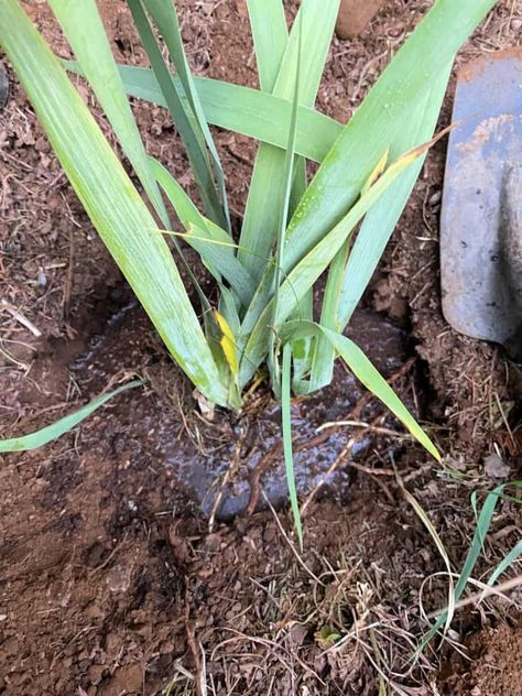 Thinning Iris Bulbs, Plant Iris Bulbs, Iris Bulbs, Growing Irises, Iris Rhizomes, Root Structure, Overwintering, Bearded Iris, Plant Health