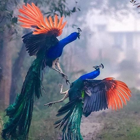 Peacock Flying, Peacock Wings, Peacock Tattoo, Taxidermy Art, Modern Magic, Most Beautiful Birds, Photography Fine Art, Content Curation, Animal Sketches