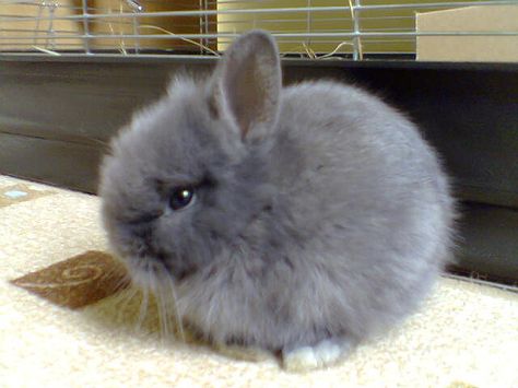 Our lionhead dwarf rabbit when it was eight months old. by Andrea Battyányi, via Flickr Gray Bunny, Cute Pet Rabbit, Rabbit Lop Ear, Grey Lop Bunny, Bunny Lop Eared, Mini Lop Rabbit Colors, Lionhead Bunny, Cutest Bunny Ever, Lionhead Rabbit