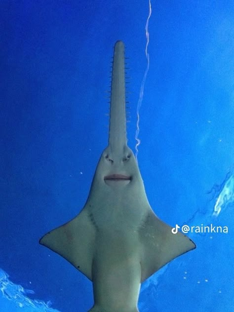 Shark with a goofy ahh smile Cute Shark Photos, Sawfish Shark, Sydney Aquarium, Goofy Ahh Photos, Silly Sharks, Goofy Ahh Images, Leopard Shark, Shark Photos, Shark Pictures