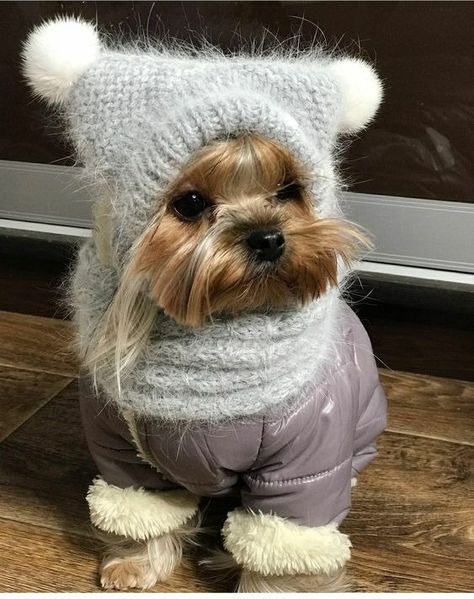 Yorkie Haircuts, Teacup Yorkie Puppy, Cute Dog Clothes, Yorkie Terrier, Fancy Dog, Teacup Yorkie, Yorkshire Terriers, Cute Dog Pictures, Yorkie Dogs