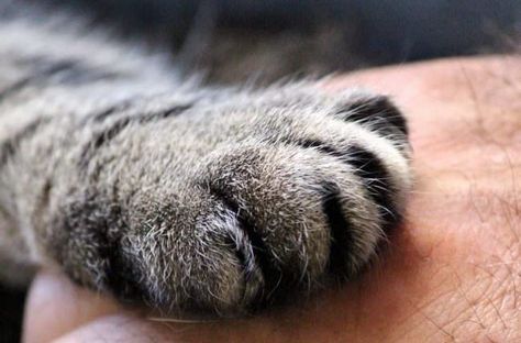 cats-paw-1375792_1280 Paw Hand, Male Vs Female, Paw Balm, Cat's Paw, Cat Spray, Cat Care Tips, My Face When, Paw Pads, Cat Top