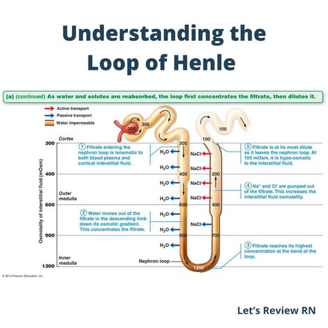 Passive Transport, Loop Of Henle, Pharmacology, Paramedic, Nursing Students, Study Tips, Medical, Let It Be