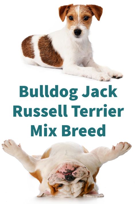 Bulldog Jack Russell Terrier Mix [Bull Jack Info and Pictures] Terrier Mix Breeds, Small Terrier, Jack Russell Terrier Mix, Physical Characteristics, A Bull, New Dog, Mixed Breed Dogs, Medium Sized Dogs, Russell Terrier