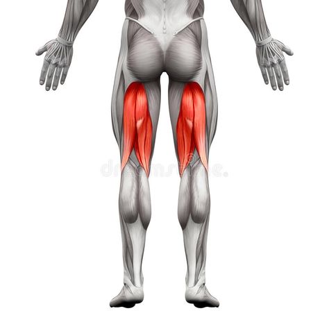 Hamstrings Male Muscles - Anatomy Muscle isolated on white - 3D. Illustration #Sponsored , #affiliate, #paid, #Muscles, #Hamstrings, #Illustration, #Anatomy 5 Day Workout Split, Hamstring Muscles, Hamstring Workout, Hamstring Curls, Workout Splits, Muscle Anatomy, Major Muscles, Big Muscles, Calf Muscles