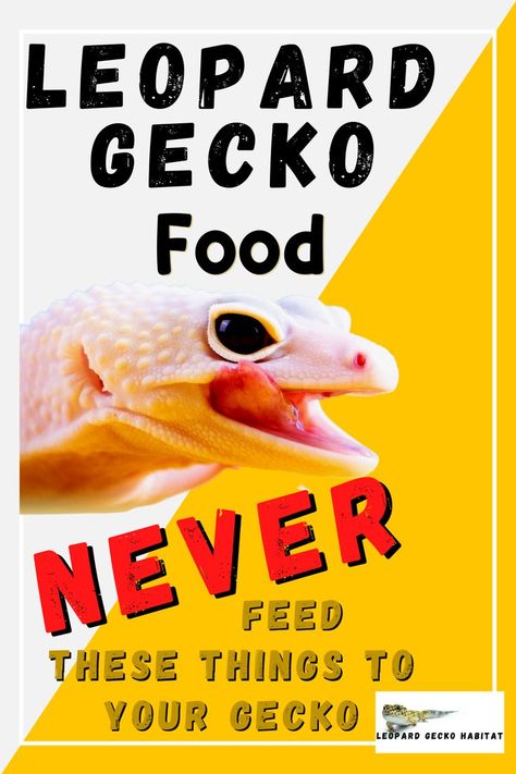 Leopard Gecko Food - Never feed these things to your gecko! Leopard Gecko Food, Leopard Gecko Habitat, Leopard Gecko Care, Gecko Habitat, Gecko Food, Reptile Care, Leopard Geckos, Reptile Room, Terrarium Ideas