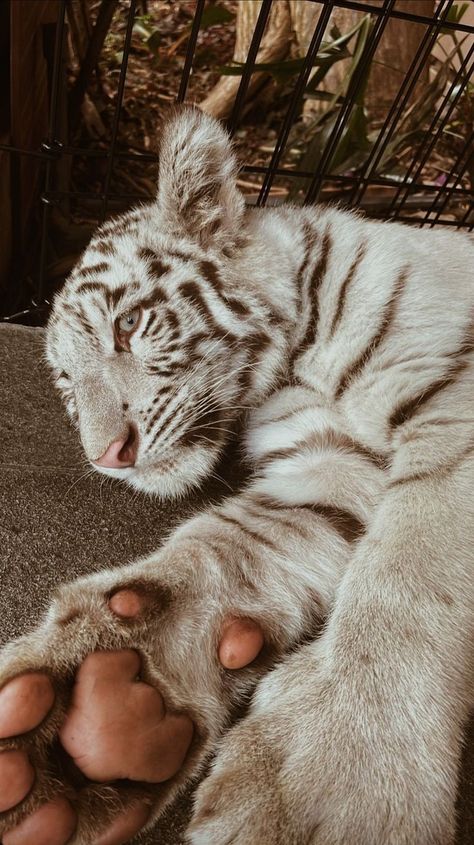 Wallpaper Tigre, Royal Animals, Wild Animal Wallpaper, Tiger Wallpaper, Bengal Tiger, Pretty Animals, Cute Animals Images, Silly Animals, White Tiger