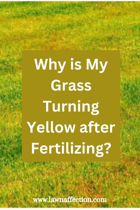 Grass turning yellow after fertilizing is not normal. Find out what causes your lawn grass to turn yellowish after fertilizing. #grassturningyellow, #grassturningyellowafterfertilizing, #grassturnsyellow, #yellowgrass, #yellowishgrassafterfertilizing Grass Fertilizer, Lawn Fertilizer, Lawn Care Tips, Green Lawn, Lawn Care, Care Tips, Turning, Lawn, Salt