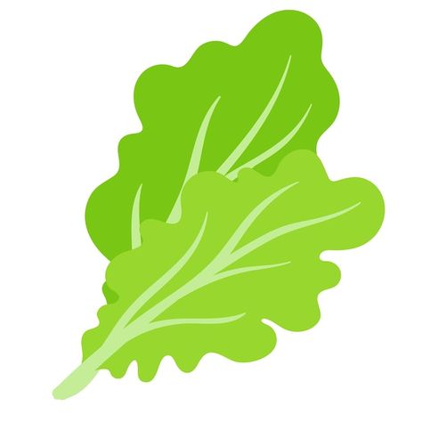 Lettuce Leaf Drawing, Lettuce Drawing Simple, Lettuce Drawing, Salad Cartoon, Lettuce Illustration, Salad Illustration, Salad Drawing, Fresh Green Salad, Salad Art