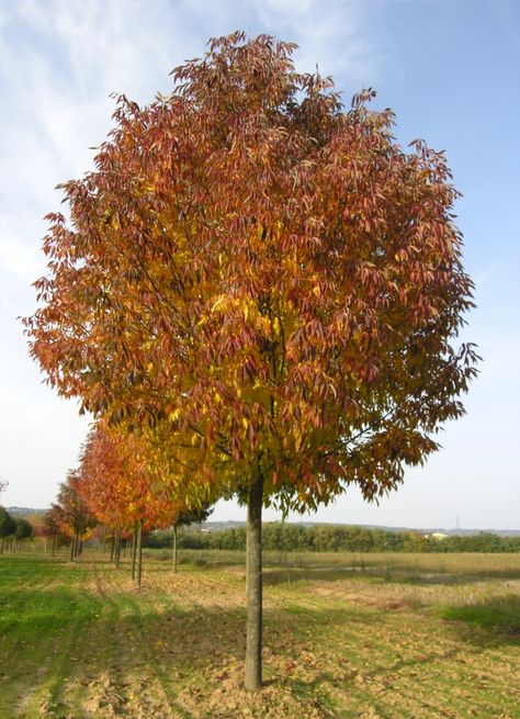 FRAXINUS americana Skyline Tige Fraxinus Americana, Country Roads, Trees