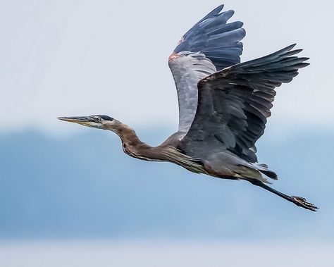 Heron Photography, Heron Flying, Heron Tattoo, Heron Photo, Bird Painting Acrylic, Flying Tattoo, Heron Art, Japanese Bird, Grey Heron