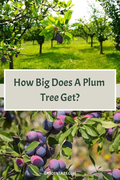 Considering adding a plum tree to your garden, but unsure about its size and care requirements? Let's explore the potential growth of plum trees and whether they are suitable for your outdoor space. Learn all about cultivating these fruit-bearing gems! Plum Varieties, Tree Mulch, Damson Plum, Plum Trees, Hawthorn Tree, Plant Structure, Tree Growth, Yucca Plant, Gardening Gear