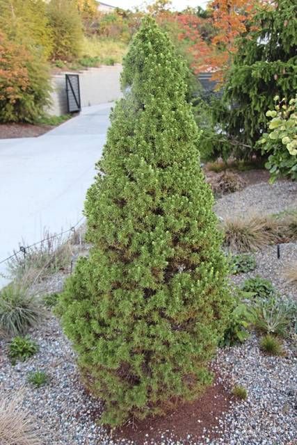 Question: I have a dwarf Alberta spruce in front of my house, next to the walkway. Last season, I noticed that some of the needles were turning brown and falling off the plant. At first it was just from the inside of the plant, but now it appears that the Alberta Spruce In Containers, Alberta Spruce Landscaping, Planting Palette, Front Porch Landscape, Picea Glauca, Small Evergreen Shrubs, Cabin Garden, Border Garden, Alberta Spruce