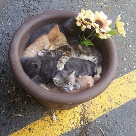 Litter Of Kittens, Silly Animals, Cat Person, Cat Aesthetic, Silly Cats, Cute Creatures, Little Animals, I Love Cats, Kitty Kitty