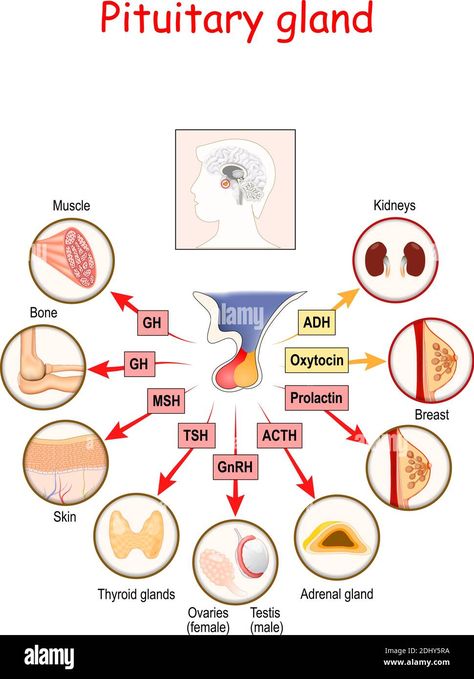 Download this stock vector: hormones of pituitary gland. The two lobes, anterior and posterior, function as independent glands. Anatomy of Pituitary gland. vector diagram - 2DHY5RA from Alamy's library of millions of high resolution stock photos, illustrations and vectors. Anterior Pituitary Hormones, Pineal Gland Anatomy, Pituitary Gland Anatomy, Glands Anatomy, Anterior Pituitary Gland, Glands And Hormones, Hypothalamus And Pituitary Gland, Body Knowledge, Brain Diagram