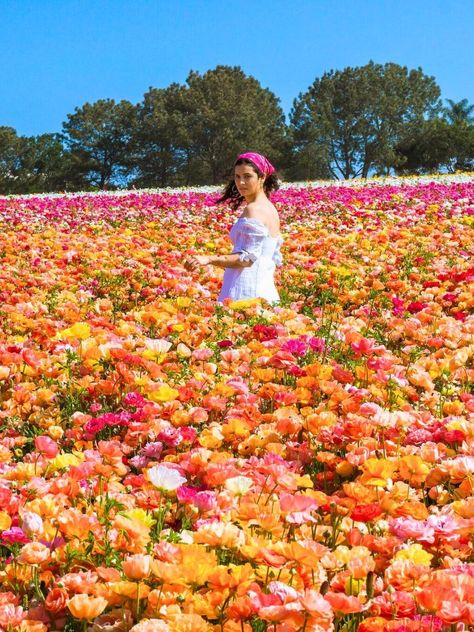 Field full of colorful ranunculus flowers Carlsbad Flower Fields, Singapore Botanic Gardens, Dyed Flowers, Flowers For Valentines Day, Carlsbad California, Ranunculus Flowers, Valentines Flowers, Chelsea Flower, Chelsea Flower Show