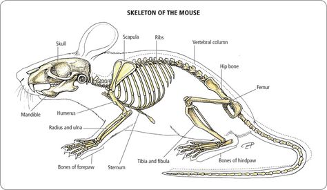 Mouse Anatomy, Maus Illustration, Skull Anatomy, Cherub Tattoo, Skeleton Anatomy, Mouse Drawing, Animal Skeletons, Skeleton Tattoos, Vulture Culture