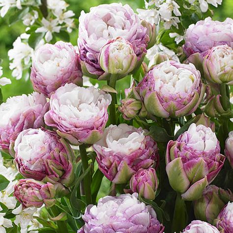 Bridal Kisses Tulip Collection Fresh Tulips, Planting Tulips, White Flower Farm, Parrot Tulips, Tulip Bulbs, Plant Labels, Side Garden, Traditional Garden, Perfect Plants