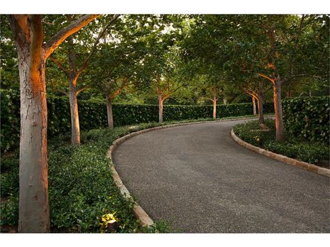 driveway lined with trees Landscaping Hedges, Gravel Driveway Landscaping, Driveway Landscaping Ideas, Lined Driveway, Driveway Entrance Landscaping, Entrance Landscaping, Tree Lined Driveway, Gravel Driveway, Driveway Ideas