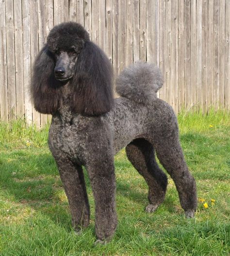 Blue Poodle                                                                                                                                                                                 More Standard Poodle Haircuts, Blue Poodle, Anjing Poodle, Black Standard Poodle, Silver Poodle, Poodle Haircut, Poodle Cuts, Puppy Cut, Poodle Grooming