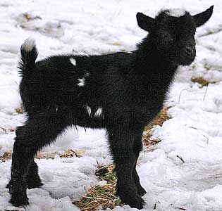 Black Pygmy Goat, Black Goats, Farm Animal Paintings, Pygmy Goats, Mini Goats, Goats And Sheep, Black Goat, Goat Kidding, Pygmy Goat