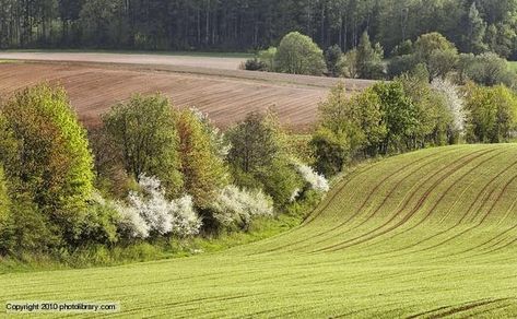 English Hedgerow, Carbon Sequestration, Wind Break, Native Plant Gardening, Wildlife Habitat, Deciduous Trees, Wild Nature, Trees And Shrubs, Permaculture