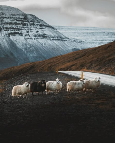 Sheep posters from Iceland now available on my webshop. A series of some of your favorite sheep photos on this affordable collection.… | Instagram Restaurant Vibes, Iceland Photos, Iceland Travel, Nice Pictures, Photo Collection, All Images, Iceland, Photo Inspiration, Landscape Photography