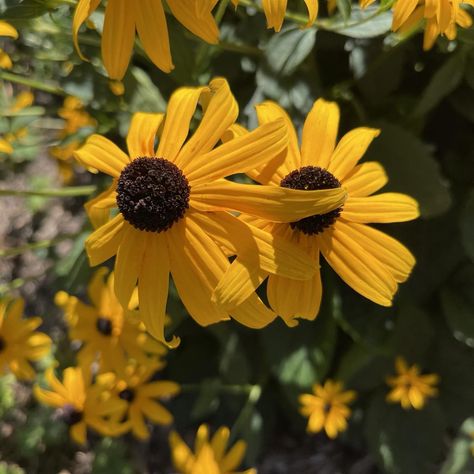 Black eye Susan’s #Freshness #CloseUp #FlowerHead #Growth #Outdoors #Petal #Nature #Plant #Yellow #Flower #Wildflower Black Eye Susan, Black Eyed Susan, Black Eyed, Yellow Flower, Eye Black, Wild Flowers, Close Up, Yellow, Plants