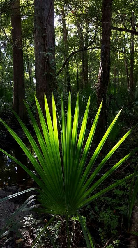 Florida Nature Tattoo, Swamp Tattoo, Swamp Flowers, Florida Gothic, Florida Swamp Art, Wilderness Tattoo, Florida Swamp, Florida Wildlife Photography, Inner Landscape