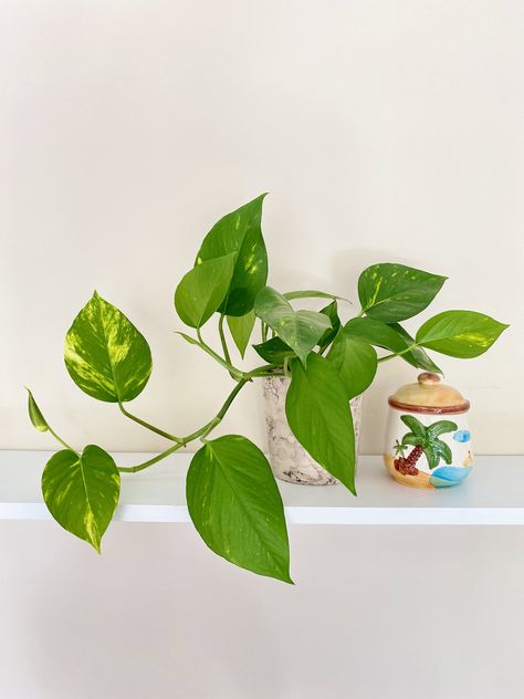 Golden Pothos Tattoo, Indoor Ivy, Wallpaper Allah, Pothos Vine, Devils Ivy, Cool Nature, Epipremnum Aureum, Container Garden Design, Golden Pothos