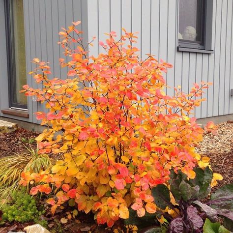 Legend Of The Fall, Shade Shrubs, Legends Of The Fall, Proven Winners, Garden Yard Ideas, Flowering Shrubs, Landscaping Plants, Lawn And Garden, Backyard Landscaping Designs