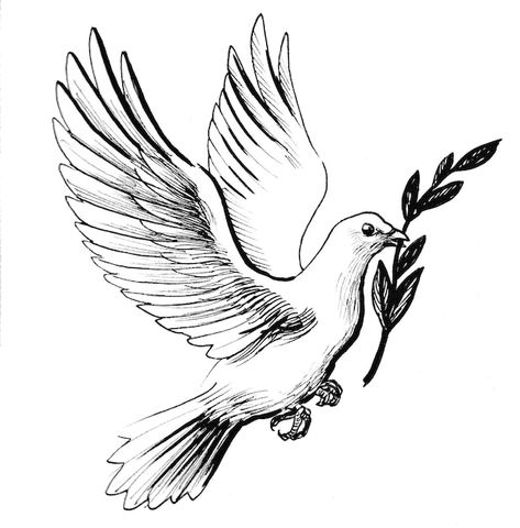 Dove Sketches, White Dove Tattoos, Pigeon Tattoo, Dove Drawing, Tattoo Care Instructions, Dove With Olive Branch, Olive Branch Tattoo, Dove Tattoo Design, Fly Drawing