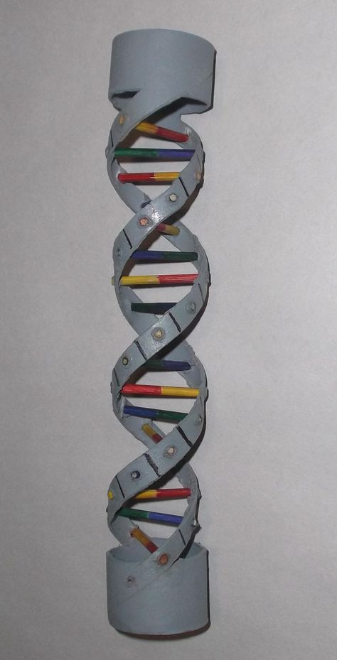 Dna Model Project, Mario Crafts, Dna Project, Dna Model, Wedding Gift Pack, Gold Wallpaper Background, School Murals, Easy Science Experiments, Human Anatomy And Physiology