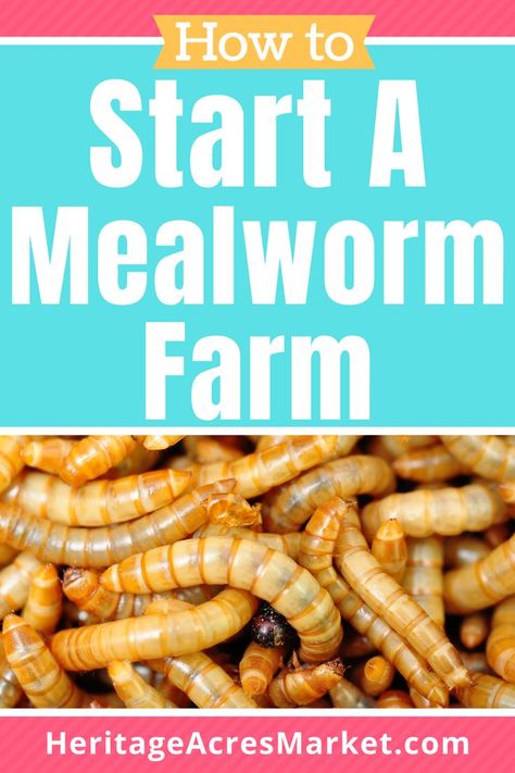 Starting a mealworm farm is cheap, easy and fun! They are also the favorite treat of my chickens and the wild birds, especially during baby season. Even my husband appreciates them come fishing season. So whether you like giving momma birds a break, have pets that depend on or enjoy them, or like to fish, mealworms can be useful to nearly everyone. Since they are sold at a premium, it makes sense to raise them, and doing so is extremely cheap and low maintenance. Meal Worms For Chickens, Mealworms For Chickens, Raising Mealworms, Chicken Composting, Worm Farm Diy, Meal Worms Raising, Mealworm Farm, Meal Worms, Homesteading Ideas