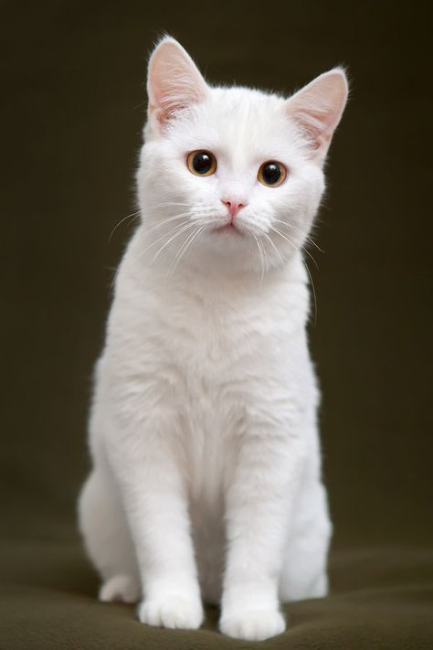 Albino Cat, Most Beautiful Cat Breeds, Beautiful Cat Breeds, White Kittens, Haiwan Peliharaan, White Cats, Yellow Eyes, Cat Aesthetic, Cane Corso