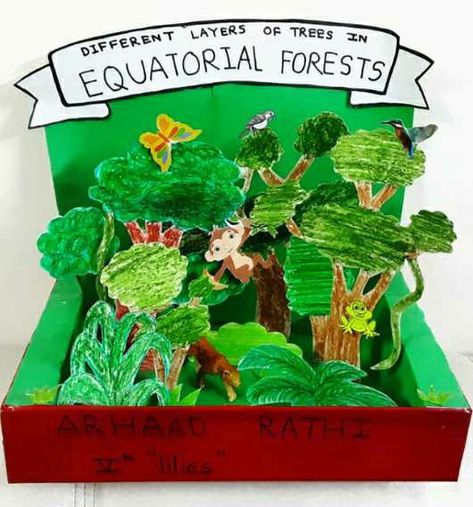 Equatorial Forest, School Project, 3d Projects, School Projects, Amazing Things, Forest