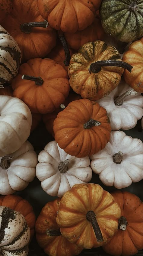 October Aesthetic Pumpkin, Pumpkin Images Fall, Fall Pumpkin Aesthetic Wallpaper, Autumn Season Aesthetic Wallpaper, Pumpkin Spice Aesthetic Wallpaper, Fall Season Background, Fall Harvest Aesthetic, Autumn Wallpaper Pumpkins, Pumpkin Season Wallpaper