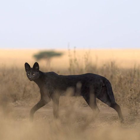 Melanistic Animals, Regard Animal, Serval Cats, Wild Animals Pictures, Rare Animals, Pretty Animals, Majestic Animals, Unique Cats, Cute Wild Animals