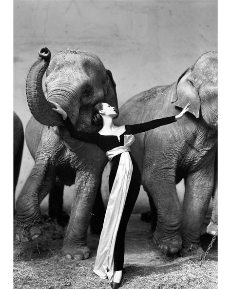 1955. Dovima with elephants, Paris, by Richard Avedon for Harper’s Bazaar.  #model #fashion #Dovima #elephant #animal #Paris #RichardAvedon…” Richard Avedon Photography, Martin Munkacsi, Carmen Dell'orefice, Edward Steichen, Irving Penn, Guy Bourdin, Camera Obscura, Helmut Newton, William Turner