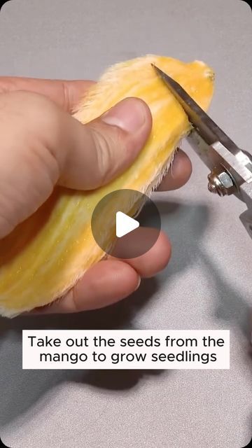 Plant Lovers on Instagram: "grow mangoes from seeds #gardening #garden #gardeningtips #gardenlife #gardeninspiration #gardenideas #gardenlove #gardendesign #gardenersofinstagram #gardenersworld #garden_styles #gardenphotography #gardenlovers #gardenerslife #gardenart #gardenbeauty #gardensofinstagram #gardenplants #gardenviews #gardenersparadise #gardenista #gardeningcommunity #gardenloversclub #gardenaddict #gardeners #gardenerslife" Mango From Seed, Growing Mango From Seed, Growing Mango, Grow Mango, Garden Styles, Seeds, Mango, On Instagram, Instagram