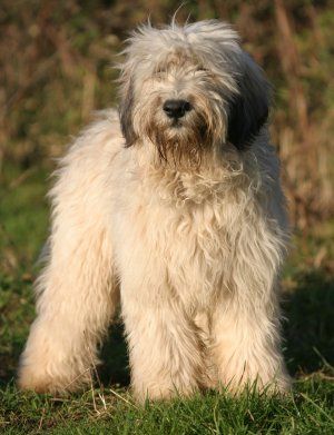 The Polish Lowland Sheepdog, is a medium-sized, shaggy-coated, sheep dog breed native to Poland. They are stable and self-confident, have an excellent memory and can be well trained. Sheepdog Breeds, Dog Commands Training, Polish Lowland Sheepdog, Shaggy Dog, Dog Training School, Every Dog Breed, Dog Commands, Akc Breeds, Disabled Dog