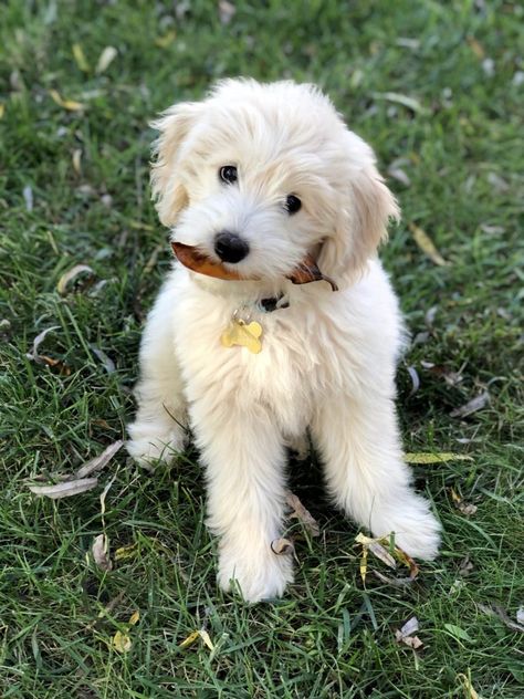 Minature Goldendoodle Puppy, English Cream Goldendoodle, English Doodles, Petite Goldendoodle, Micro Mini Goldendoodle, Puppies Doodles, Cream Goldendoodle, Labradoodle Haircut, White Goldendoodle