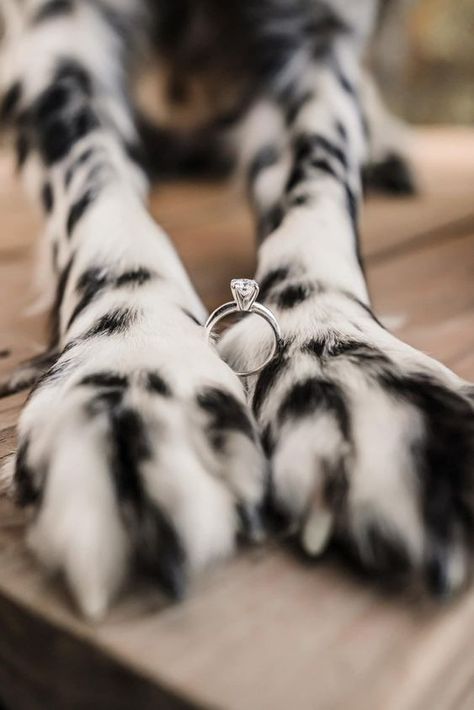 Winter Engagement Photos With Dog, Dog Wedding Photos, Fall Engagement Pictures, Cute Engagement Photos, Couple Engagement Pictures, Engagement Pictures Poses, Engagement Ring Photos, Engagement Inspo, Winter Engagement Photos