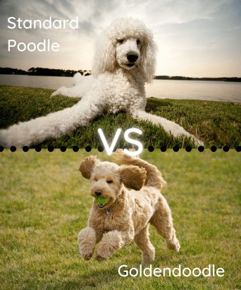 Goldendoodle vs Poodle: Which one is the better dog? - SpiritDog Training Standard Poodle Teddy Bear, Poodle Teddy Bear Cut, Poodle Training, Phantom Poodle, Best Van, Dog Golden Retriever, What Are Your Goals, Parti Poodle, Best Electric Car